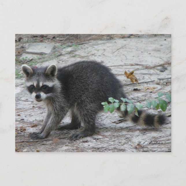 Carte postale Baby Raccoon (Devant)