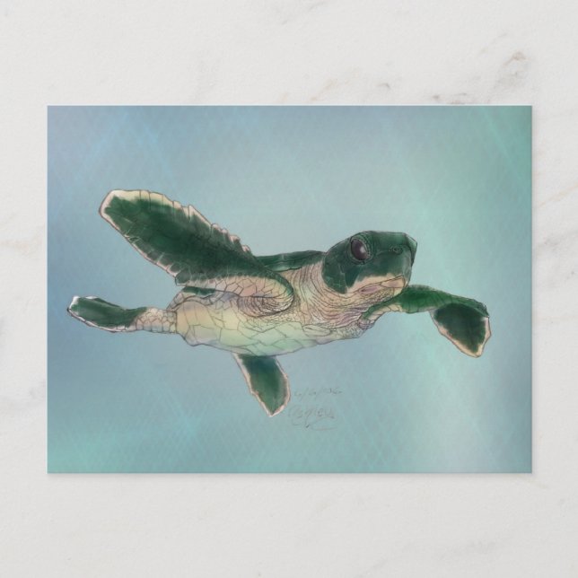 Carte Postale Baby sea Turtle (Devant)