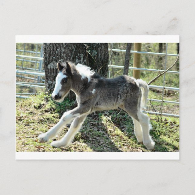 Carte Postale Baby Shaolin 2 (Devant)