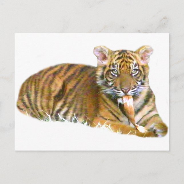 Carte Postale Baby Sumatran Cub_ (Devant)