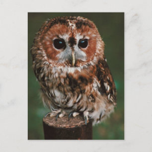 Carte Postale Baby Tawny Owl