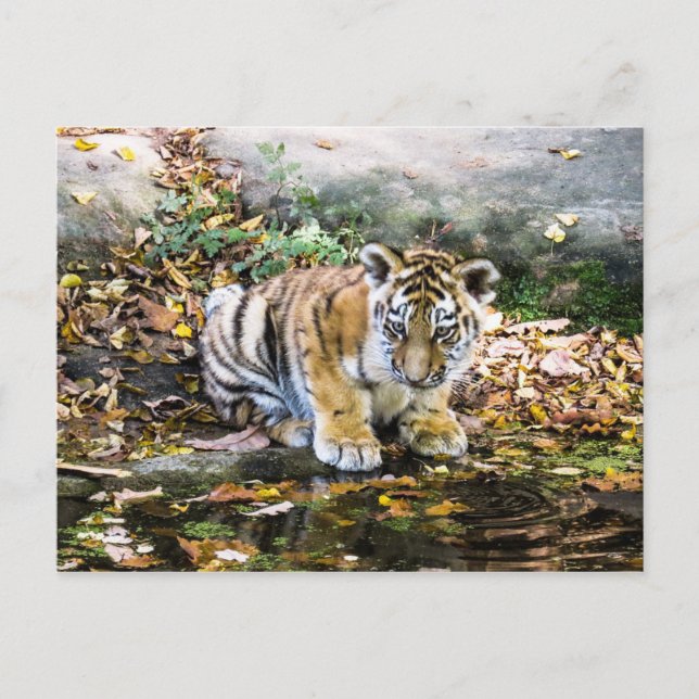Carte postale Baby Tiger Cub (Devant)