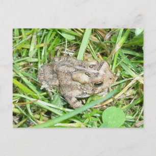 Carte Postale Baby Toad