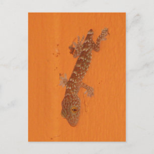 Carte Postale Baby Tokay Gecko