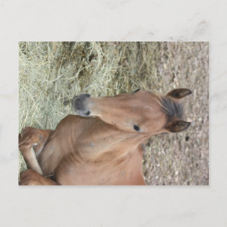 Carte Postale Baby Welsh Pony