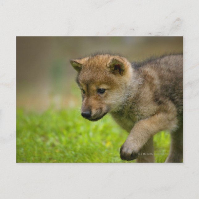 Carte Postale Baby Wolf (Devant)