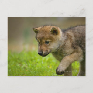 Carte Postale Baby Wolf