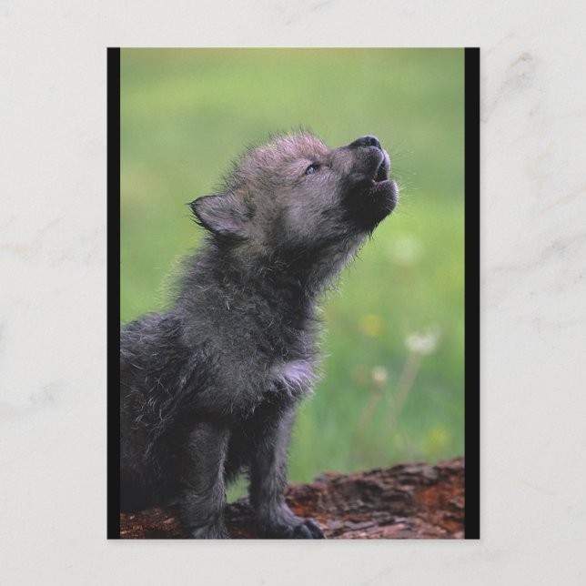 Carte Postale Baby Wolf Howls (Devant)
