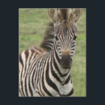 Carte postale Baby Zebra<br><div class="desc">Adorable jeune zèbre photo design sur les cadeaux pour les amateurs de zèbre.</div>