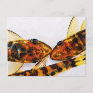 Carte Postale bac à poissons Otocinclus zèbre