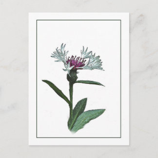 Carte postale Bachelor Button Botanical Photo-Sket