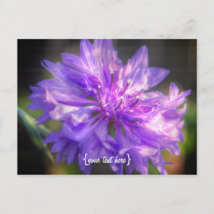Carte Postale Bachelors Button Cornflower