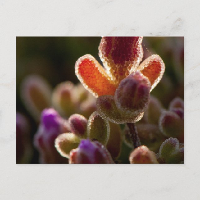 Carte Postale Backlit Colorful Succulent Flower Bud With Rim (Devant)