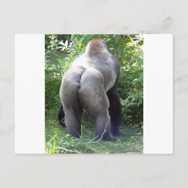 Carte Postale Backside of Gorilla (Devant)