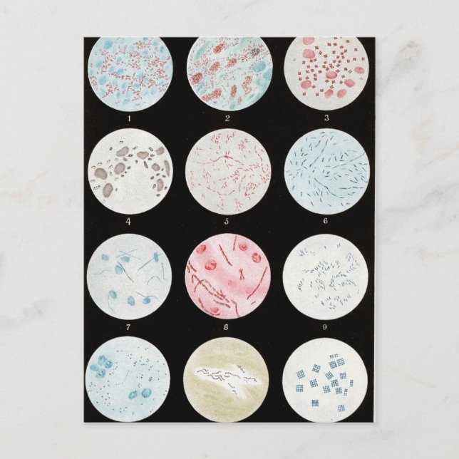 Carte Postale Bactérie (Devant)