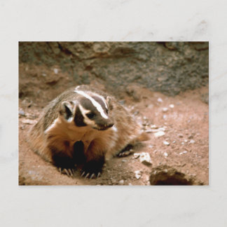 Carte Postale Badger