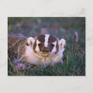 Carte Postale Badger