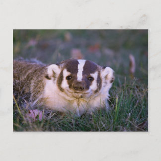 Carte Postale Badger