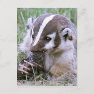 Carte Postale Badger