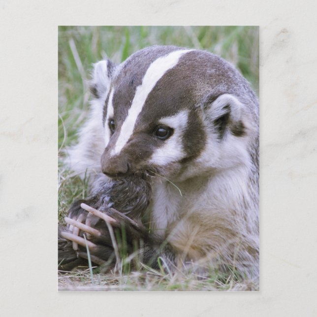 Carte Postale Badger (Devant)