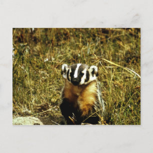 Carte Postale Badger