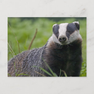 Carte postale Badger