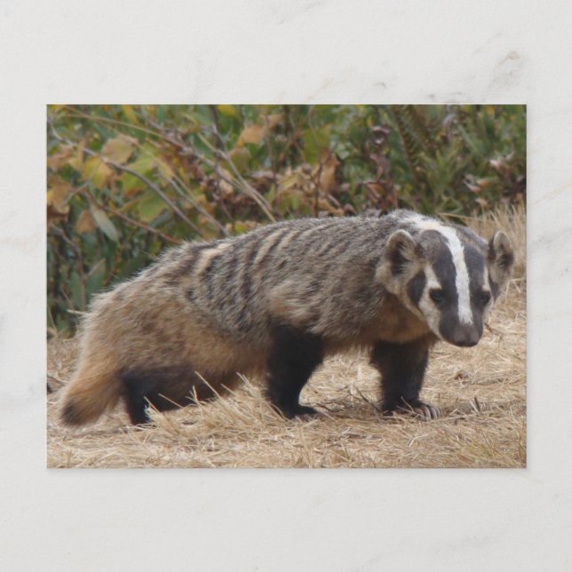 Carte postale Badger (Devant)