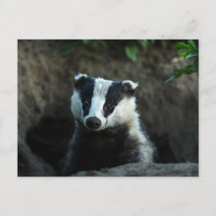 Carte Postale Badger européen