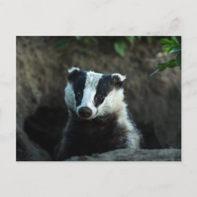Carte Postale Badger européen (Devant)