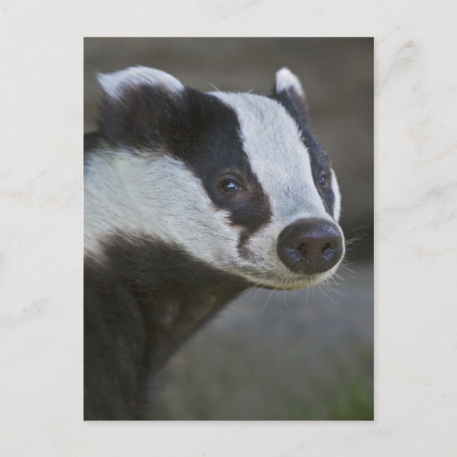 Carte postale Badger Portrait (Devant)