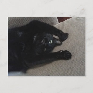 Carte Postale Bagheera the Black Cat