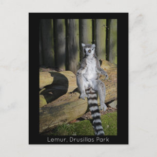Carte Postale Bague à quai Parc Lemur Drusillas