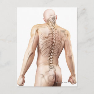 Carte Postale Bagues du corps supérieur 2