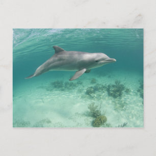 Carte Postale Bahamas, île de Grand Bahama, Freeport, captif 6