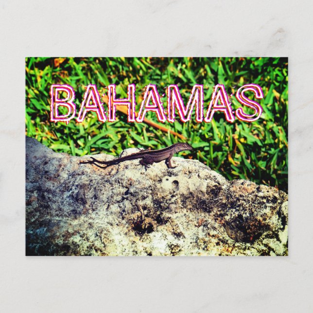 Carte Postale Bahamas Lizard (Devant)