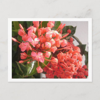 Carte Postale Bahamian Flowers