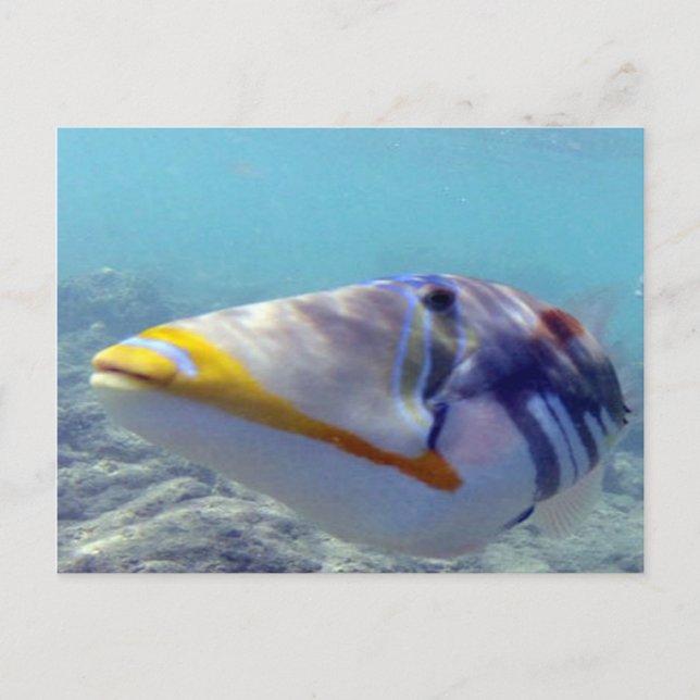 Carte Postale BAIE DE HANAUMA HAWAI'I - Humuhumunukunukuapua'a (Devant)