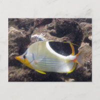 Baie de Hanauma - Poisson papillon à selle