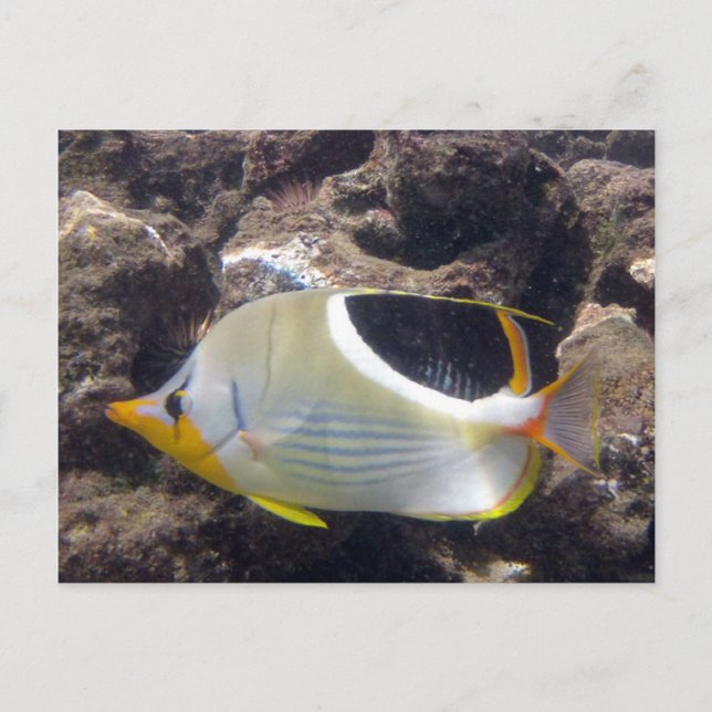 Carte Postale Baie de Hanauma - Poisson papillon à selle (Devant)
