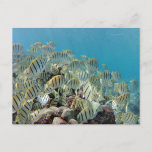Carte Postale Baie de Hanauma - Tangs condamnés