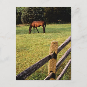 Carte Postale Baie de pâturage