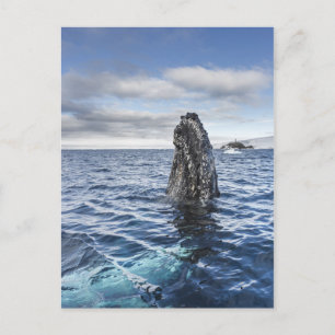 Carte Postale Baie d'espoir de Spyhops   de baleine de bosse,