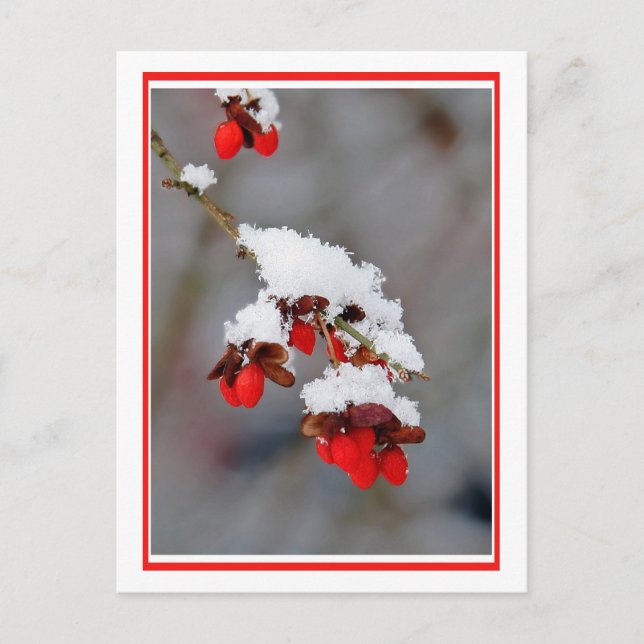 Carte Postale Baies À Neige (Devant)
