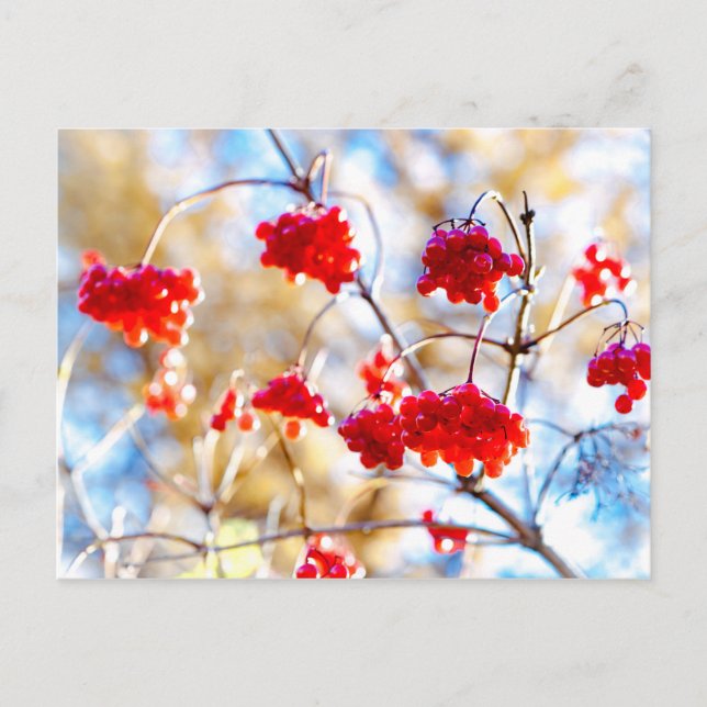 Carte Postale Baies d'Arrowwood (Devant)