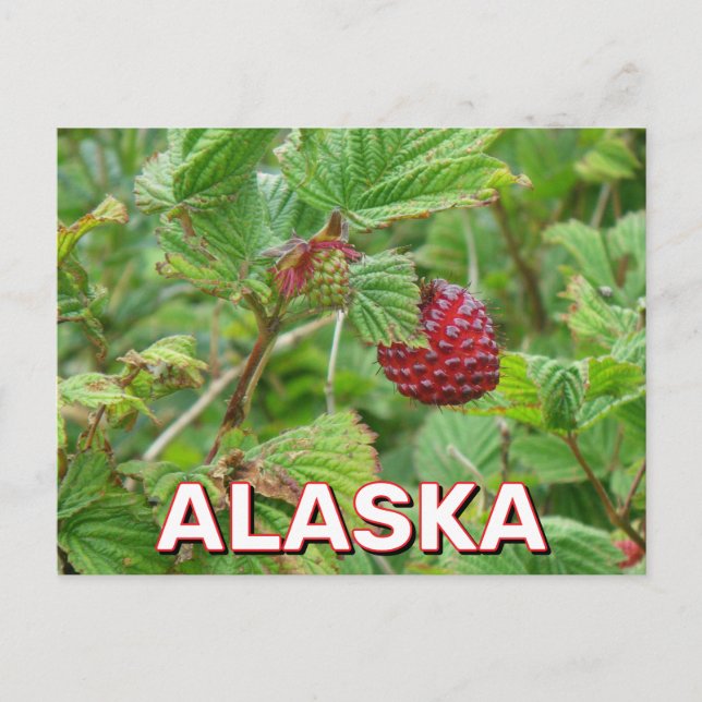 Carte Postale Baies De Salmoniculture En Alaska (Devant)