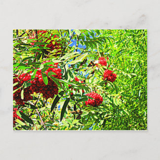 Carte Postale Baies de sorbe