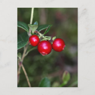Carte Postale Baies d'une lingonberry sauvage (Vaccinium vitis-i