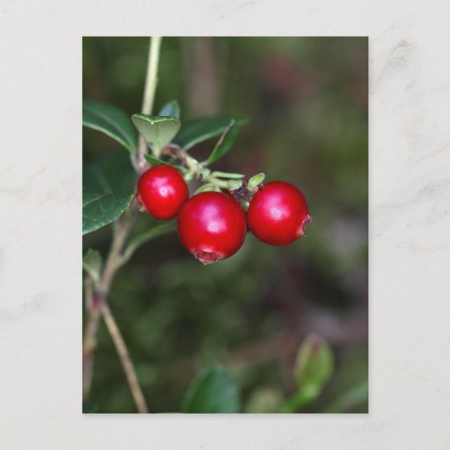 Carte Postale Baies d'une lingonberry sauvage (Vaccinium vitis-i (Devant)