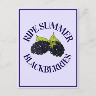 Carte Postale Baies-mûres d'été Blackberry Berry Berries