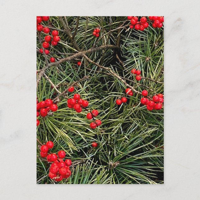 Carte Postale Baies Rouges Aiguilles de Pin Noël (Devant)